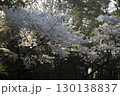 ソメイヨシノ‗240415034 130138837