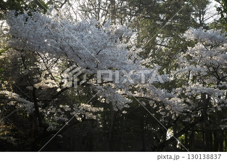 ソメイヨシノ‗240415034 130138837