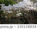 ソメイヨシノ‗240415033 130138838