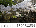 ソメイヨシノ‗240415032 130138839