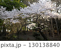 ソメイヨシノ‗240415031 130138840