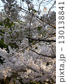 ソメイヨシノ‗240415030 130138841