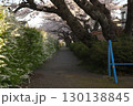 ソメイヨシノ‗240415025 130138845