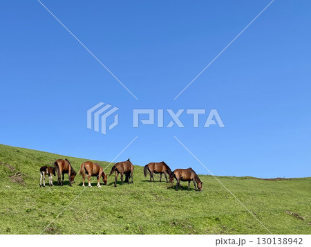 都井岬の岬馬 130138942