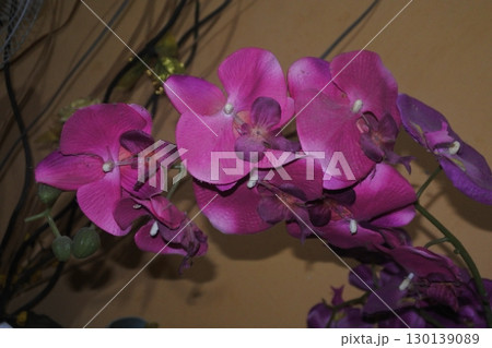 orchid flower in garden at winter orchid flower in garden at winter 130139089