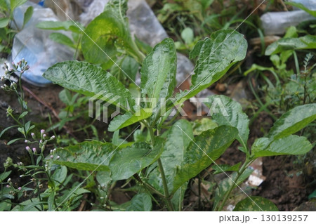 young leaves of a plant 130139257