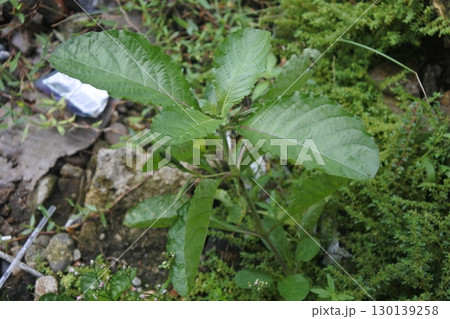 water in the forest 130139258