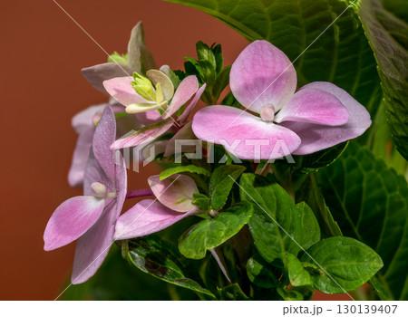 Close-up of a Pink Hydrangea with Leaves Close-up of a Pink Hydrangea with Leaves 130139407