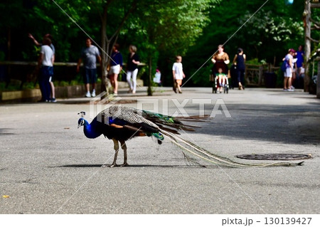 アメリカ　ニューヨーク　動物園にいる孔雀 130139427