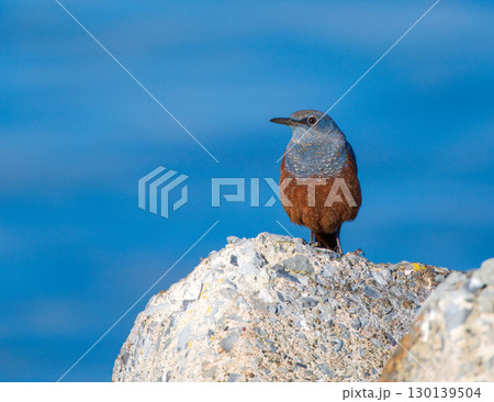 イソヒヨドリ フライキャッチ イソヒヨドリ フライキャッチ 130139504