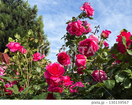 Bright pink rose blossoms with petals illuminated by sun in summer garden close-up composition. Nature, flora, ornamental plant, seasonal beauty and outdoor lifestyle. 130139567