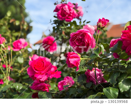 Bright pink rose blossoms with petals illuminated by sun in summer garden close-up composition. Nature, flora, ornamental plant, seasonal beauty and outdoor lifestyle. 130139568