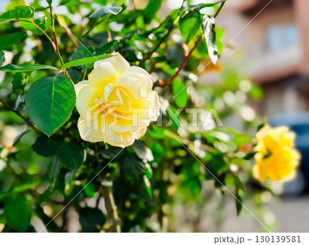 Yellow rose flower blooming with green leaves and sunlight in summer garden close-up view. Nature, flora, ornamental plant, seasonal beauty and outdoor lifestyle. Yellow rose flower blooming with green leaves and sunlight in summer garden close-up view. Nature, flora, ornamental plant, seasonal beauty and outdoor lifestyle. 130139581