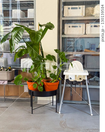 Indoor scene with green potted plant in containers and white baby high chair near storage shelves. Home design, lifestyle, family care, decoration and domestic environment. 130139584