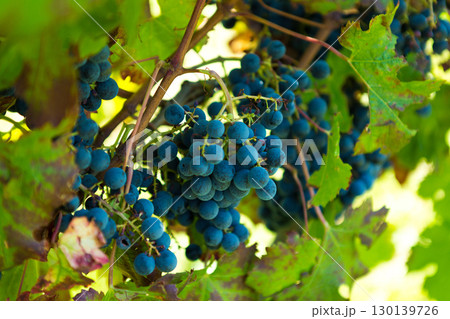 Rich clusters of deep blue grapes ready for harvest hang from vibrant green grapevines in warm sunlight, perfect for wine industry and agriculture 130139726