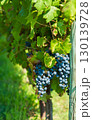 Lush Purple Grapes Hanging Heavy on Vineyard Vines During Peak Harvest Season 130139728