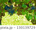 Ripe dark grapes hanging abundantly from vibrant green vineyard vines in warm sunlight 130139729