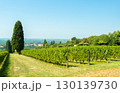 Vineyard Rows Stretching Across Rolling Hills With Cypress Trees Under Clear Blue Sky 130139730
