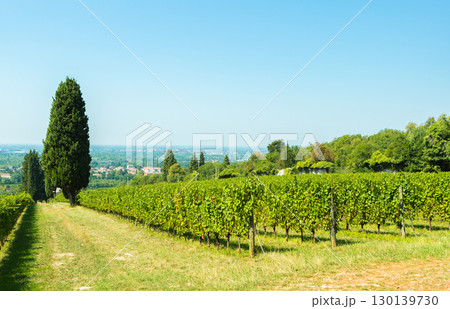 Vineyard Rows Stretching Across Rolling Hills With Cypress Trees Under Clear Blue Sky Vineyard Rows Stretching Across Rolling Hills With Cypress Trees Under Clear Blue Sky 130139730