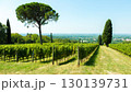 Italian vineyard rows stretch toward Mediterranean pine trees under brilliant summer sky 130139731