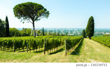 Italian vineyard rows stretch toward Mediterranean pine trees under brilliant summer sky 130139731
