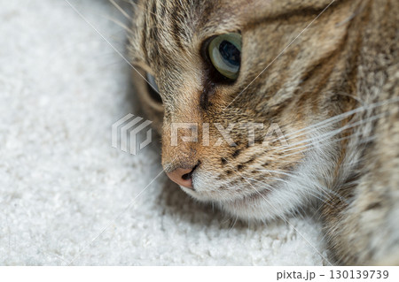 Tabby Cat with Striking Green Eyes Resting on Soft White Blanket in Natural Light 130139739