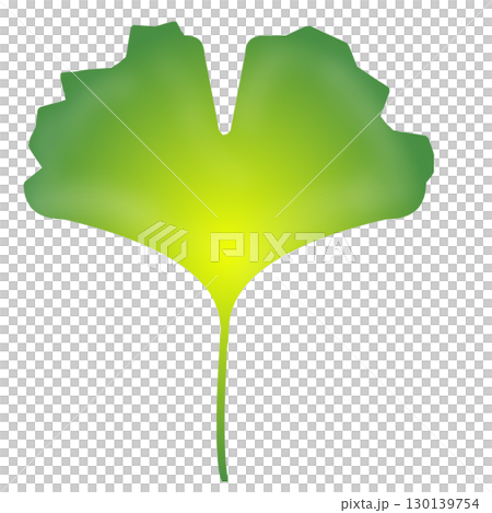 Ginkgo biloba Ginkgo biloba 130139754