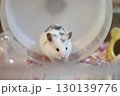 かわいいゴールデンハムスター(ダルメシアン) 130139776