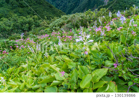 大山ユートピアコースの花々 斜面を彩るお花畑5 鳥取県西伯郡大山町 大山ユートピアコースの花々 斜面を彩るお花畑5 鳥取県西伯郡大山町 130139866