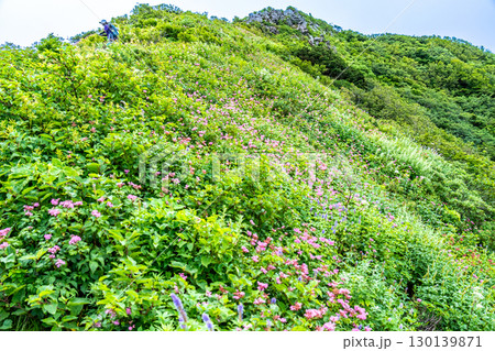 大山ユートピアコースの花々 お花畑と象ヶ鼻 鳥取県西伯郡大山町 大山ユートピアコースの花々 お花畑と象ヶ鼻 鳥取県西伯郡大山町 130139871