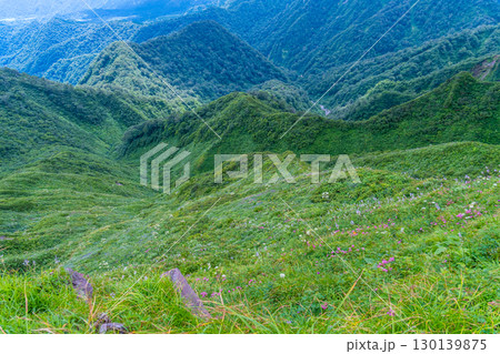 大山ユートピアコースの花々　斜面を彩るお花畑11　鳥取県西伯郡大山町 130139875