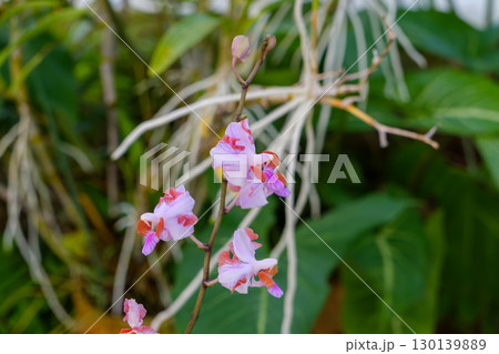 ピンク色の斑が入った小さな蘭の花 ピンク色の斑が入った小さな蘭の花 130139889
