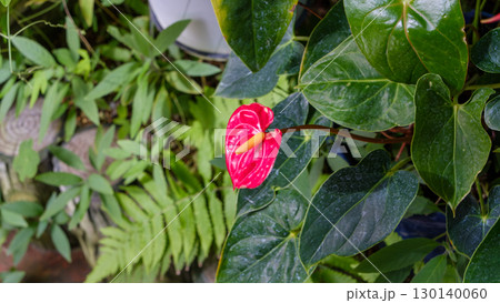 ハート型の赤い花が印象的なアンスリウム 130140060