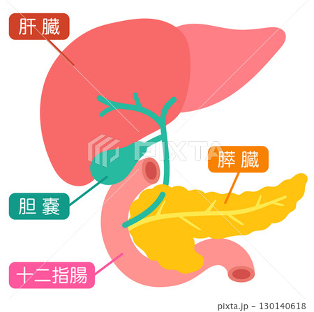 肝臓　胆嚢　膵臓　十二指腸　臓器の構造 130140618