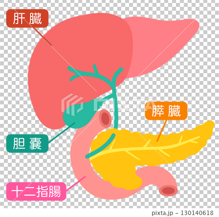 肝臓　胆嚢　膵臓　十二指腸　臓器の構造 130140618