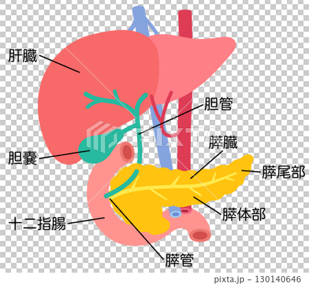 肝臟、膽囊、胰臟、十二指腸、器官結構 肝臟、膽囊、胰臟、十二指腸、器官結構 130140646