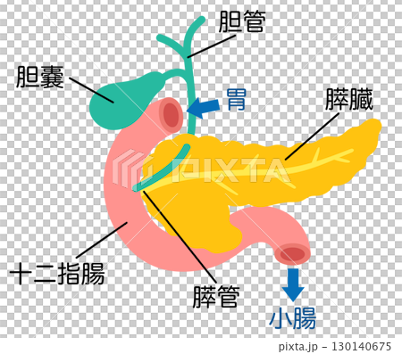 Pancreas, Gallbladder, Duodenum, Organ Structure Pancreas, Gallbladder, Duodenum, Organ Structure 130140675