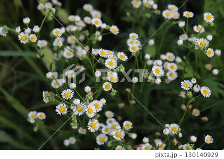 夏の野原に咲くヒメジョオンの白い小さな花 夏の野原に咲くヒメジョオンの白い小さな花 130140929