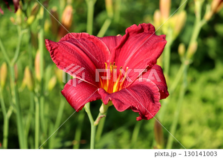 Red lily on daylily bush in sunlight on summer day Red lily on daylily bush in sunlight on summer day 130141003
