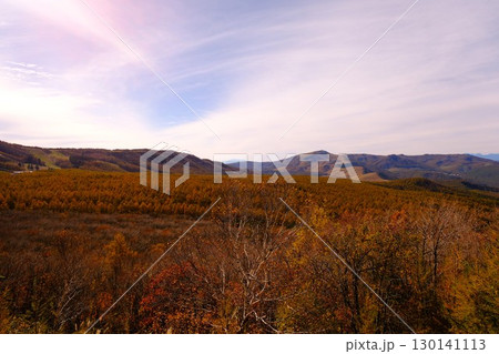 紅葉に染まるカラマツ林の風景 紅葉に染まるカラマツ林の風景 130141113