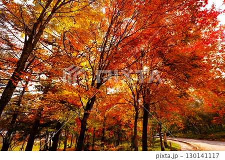 女神湖の紅葉の風景 女神湖の紅葉の風景 130141117