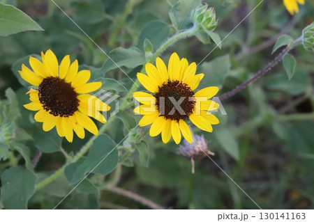 夏の庭に咲く矮性のヒマワリの花 夏の庭に咲く矮性のヒマワリの花 130141163