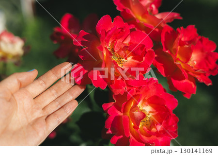 A hand gently caresses vibrant red roses, capturing the beauty of a summer garden. A person's hand gently touches vibrant red roses A hand gently caresses vibrant red roses, capturing the beauty of a summer garden. A person's hand gently touches vibrant red roses 130141169
