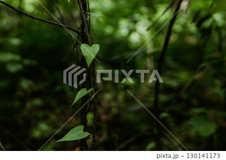 A heart-shaped leaf thrives on a vine in the dense, emerald green forest. A heart-shaped leaf in a lush green woodland. Planet Earth, ecology theme. A heart-shaped leaf thrives on a vine in the dense, emerald green forest. A heart-shaped leaf in a lush green woodland. Planet Earth, ecology theme. 130141173