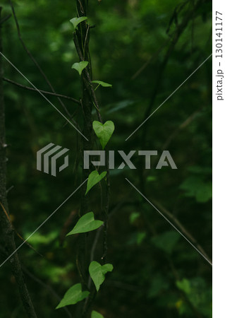 A heart-shaped leaf thrives on a vine in the dense, emerald green forest. A heart-shaped leaf in a lush green woodland. Planet Earth, ecology theme. A heart-shaped leaf thrives on a vine in the dense, emerald green forest. A heart-shaped leaf in a lush green woodland. Planet Earth, ecology theme. 130141177