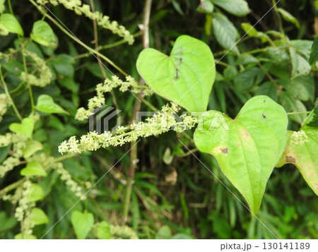 真夏に咲くヤマノイモ科の花「オニドコロの花」 130141189