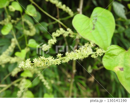 真夏に咲くヤマノイモ科の花「オニドコロの花」 130141190