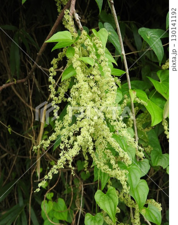 真夏に咲くヤマノイモ科の花「オニドコロの花」 真夏に咲くヤマノイモ科の花「オニドコロの花」 130141192