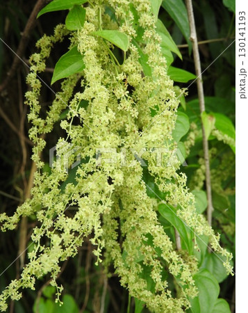 真夏に咲くヤマノイモ科の花「オニドコロの花」 真夏に咲くヤマノイモ科の花「オニドコロの花」 130141193