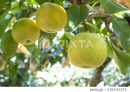 二十世紀梨　(鳥取県湯梨浜町） 130141355